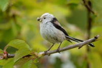 Mlynarik dlouhoocasy - Aegithalos caudatus - Long-tailed Tit 5787